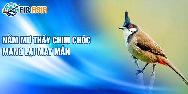 Nằm mơ thấy chim chóc mang lại may mắn